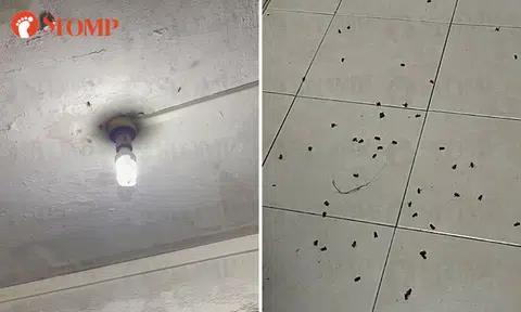 Bees habitually attack Telok Blangah resident at home, family left with 'bruises for days'