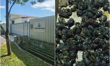 Trashed quail eggs reportedly from S'pore farm