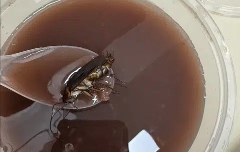 Dessert seller 'unsure if the cockroach is from our shop'