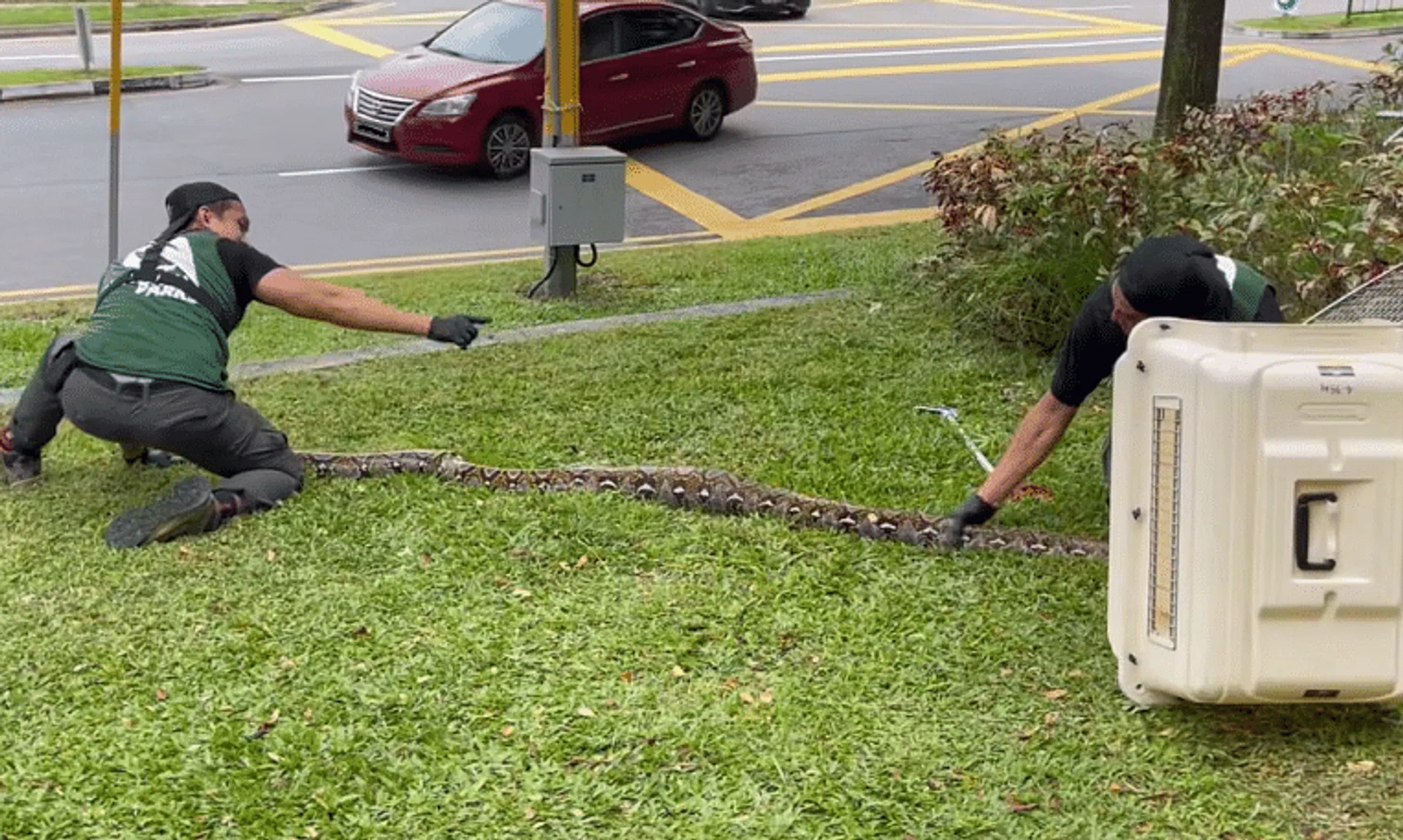 Two NParks officers holding down the python on a patch of grass.