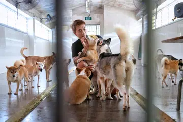 Give senior dogs a chance, says Voices For Animals founder Derrick Tan
