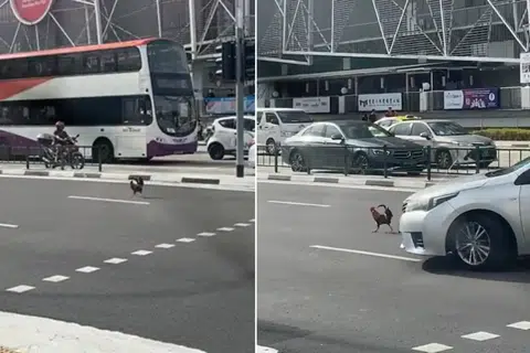 Rooster crosses busy road in Pasir Ris as onlookers cheer