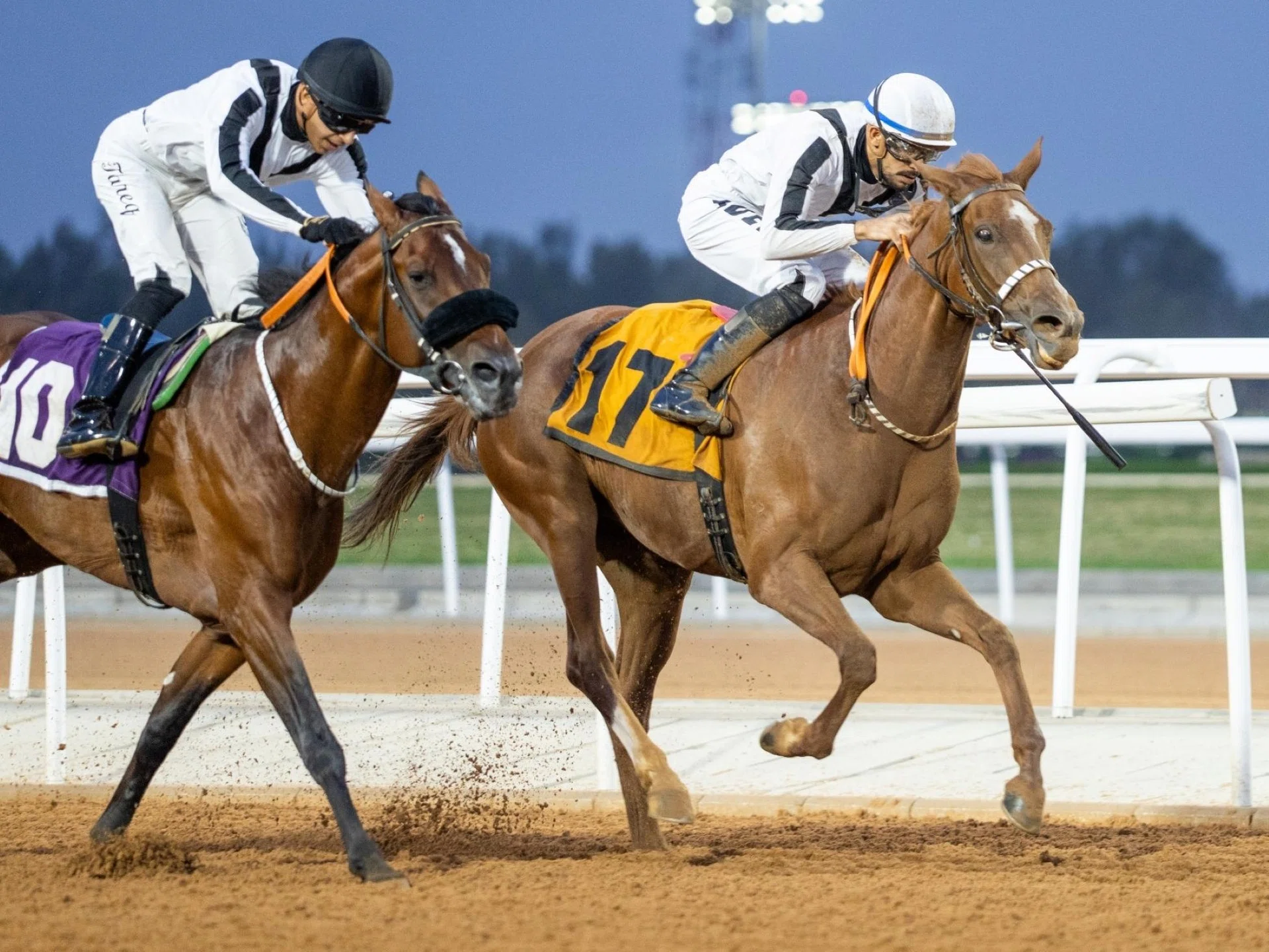 Eight-year-old mare Bint Ghaliat Al Khalediah (Adel Alfouraidi, No. 17) defeating younger stablemate Maysour Al Khalediah (Tariq Almansour, No. 10) in an Open Arabian race (1,600m) at Taif on Aug 16. The pair meet again in the last race at Taif on Aug 29, the Prince Abdullah Al-Faisal Cup Prep Arabian Horses Open (2,000m) with the veteran expected to prevail again.
