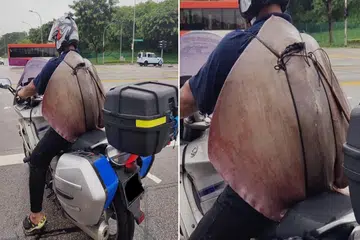 Motorcyclist in S'pore straps giant stingray to his back while riding