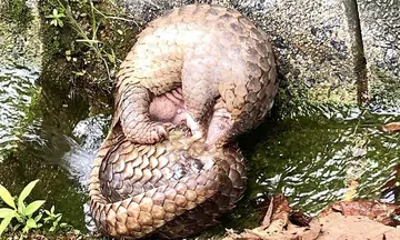 Researchers document rare sight of two pangolins fighting