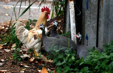 Chicken culling issue raises need for more awareness