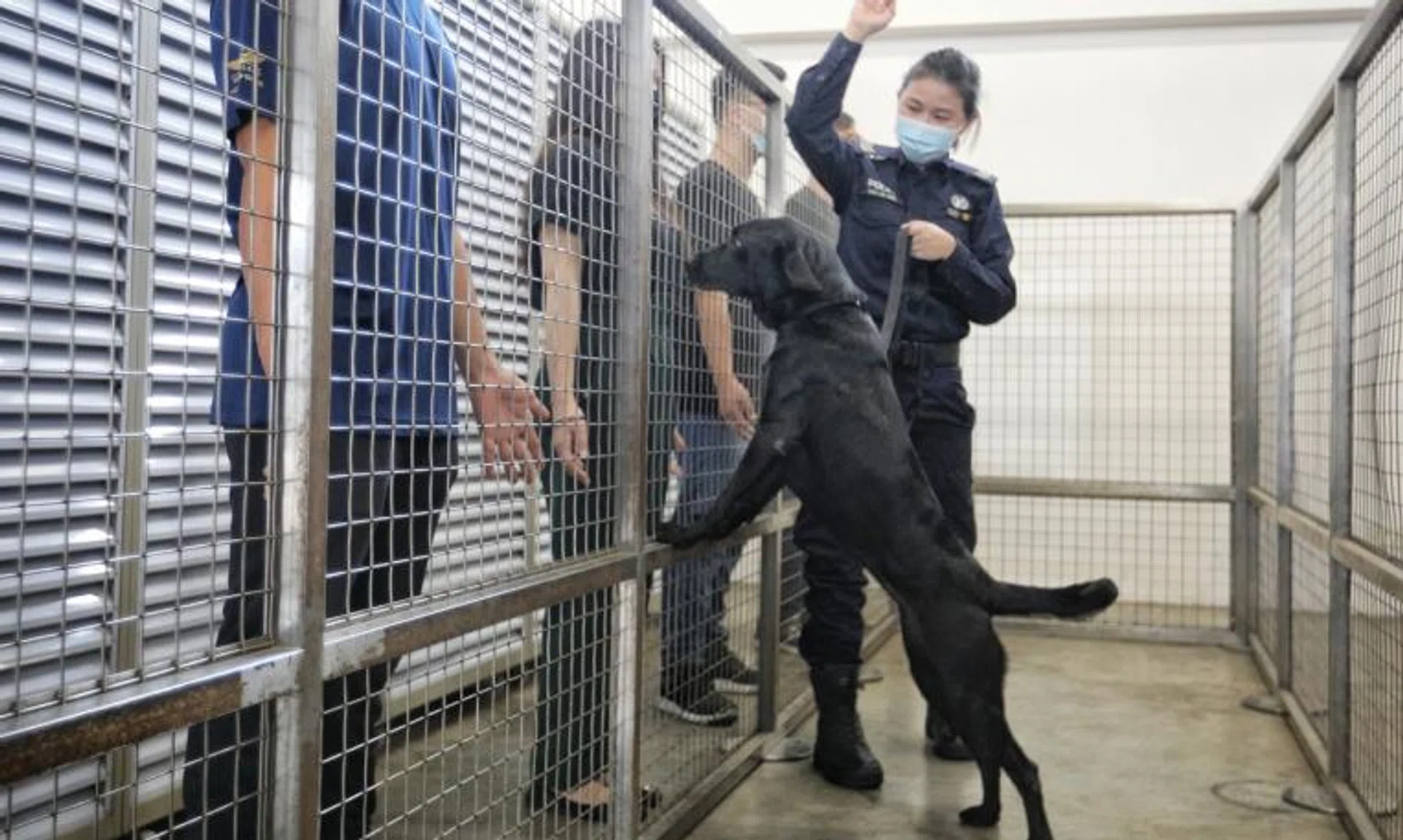 Dash, a five-year-old labrador retriever, has been working as a narcotic detection dog for three years.