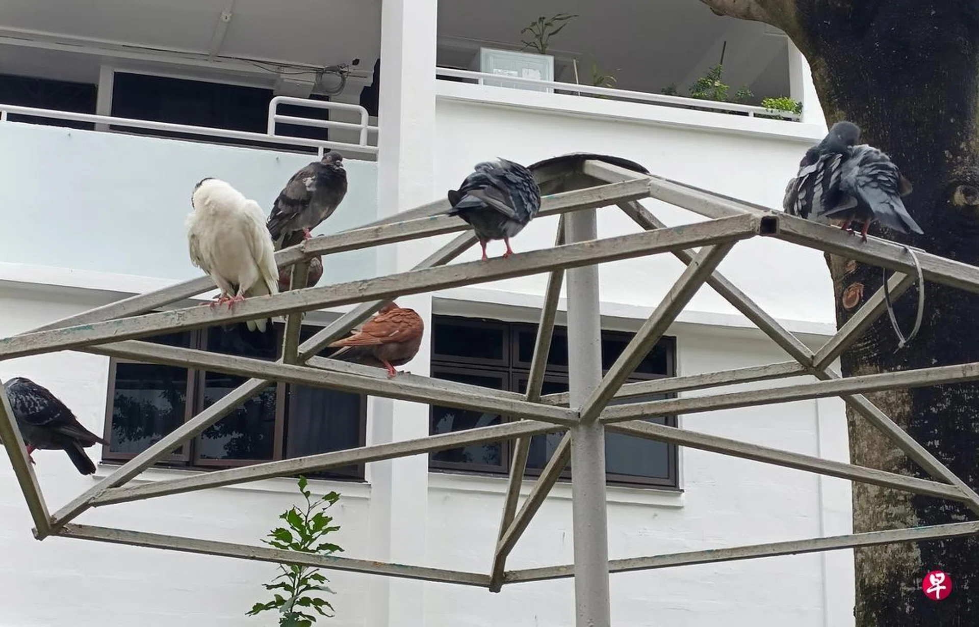 Various birds can be seen roosting near the HDB flats.