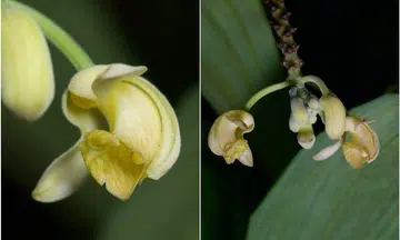 New 'Merlion' orchid discovered in Singapore
