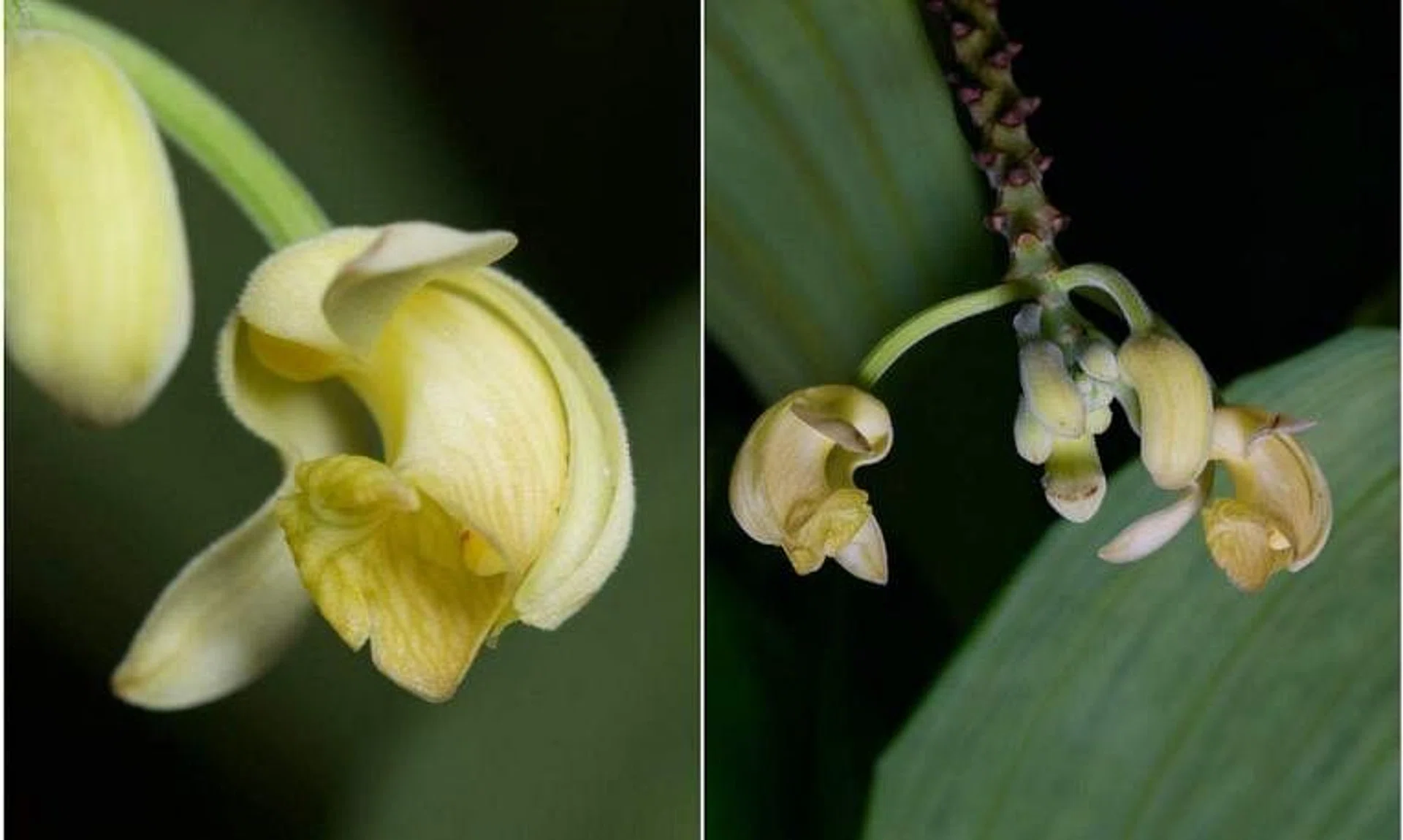 The Claderia leontocampus bears small, pendulous, cream-yellow flowers.