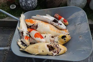 Hougang homeowner suspects otter attack after finding $50,000 worth of koi dead in pond