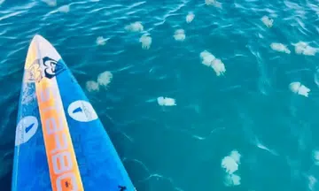 Thailand's Pattaya Beach invaded by moon jellyfish