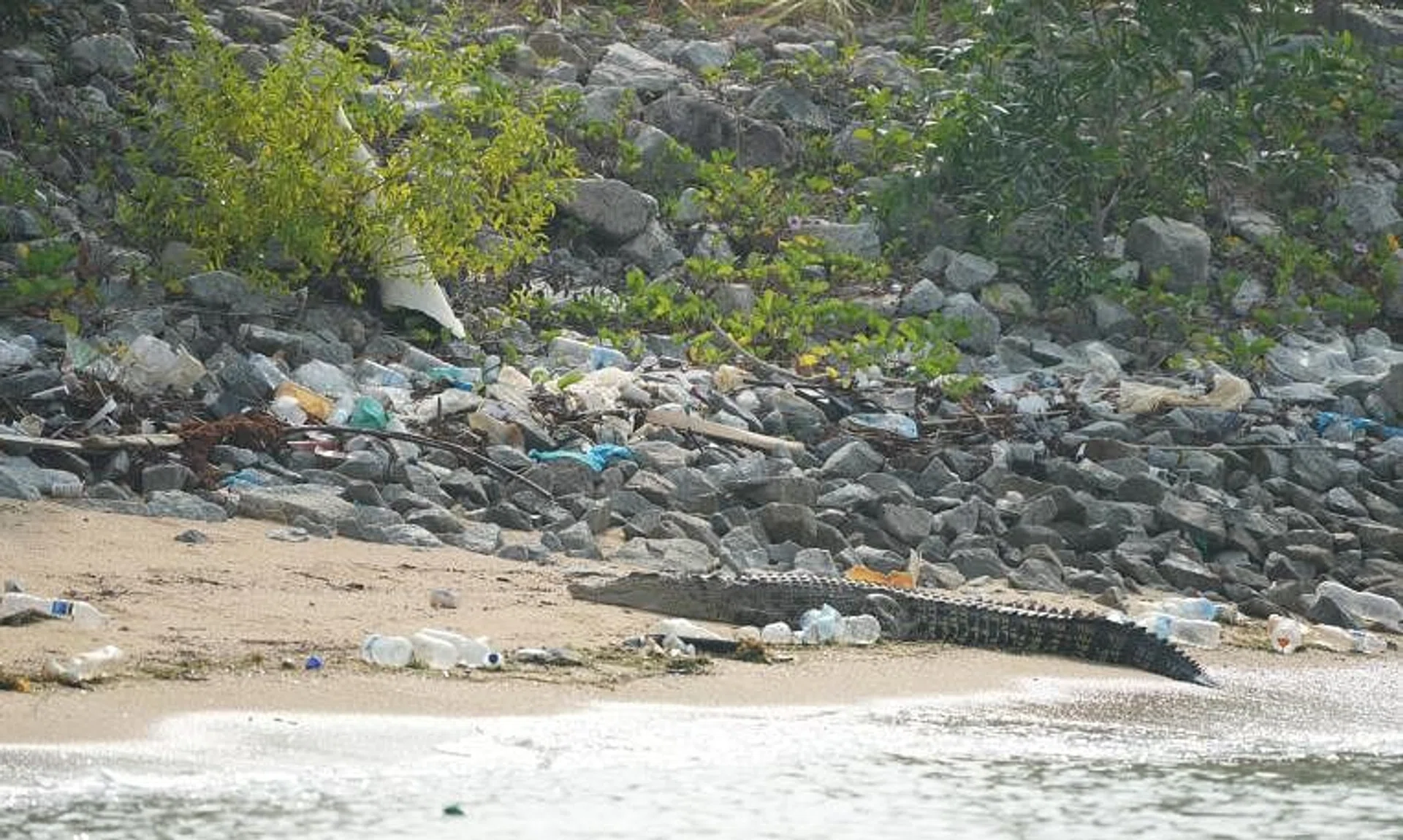 A crocodile seen at Marina East Drive on Tuesday morning has been put down. 