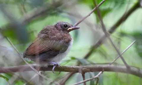 First mainland Singapore breeding of mangrove whistler confirmed