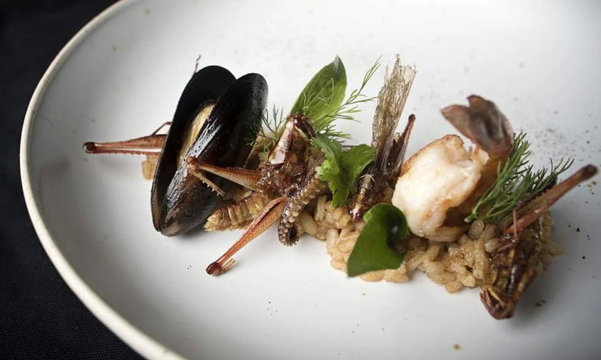 The agency assessed that specific species of insects with a history of human consumption can be allowed for use as food.