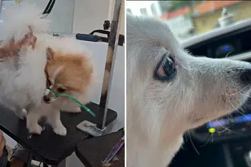 Grooming salon called out for using cable tie to muzzle dog