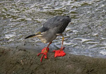 Punggol heron found covered in mysterious red substance