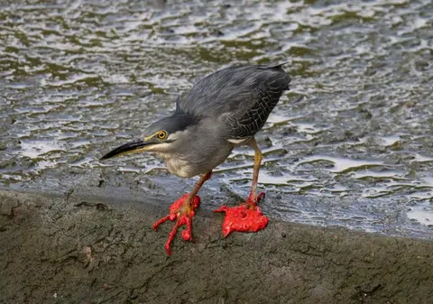 Punggol heron found covered in mysterious red substance