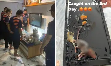 Rat invades Hougang flat, 6 pest control staff caught it after 3 days