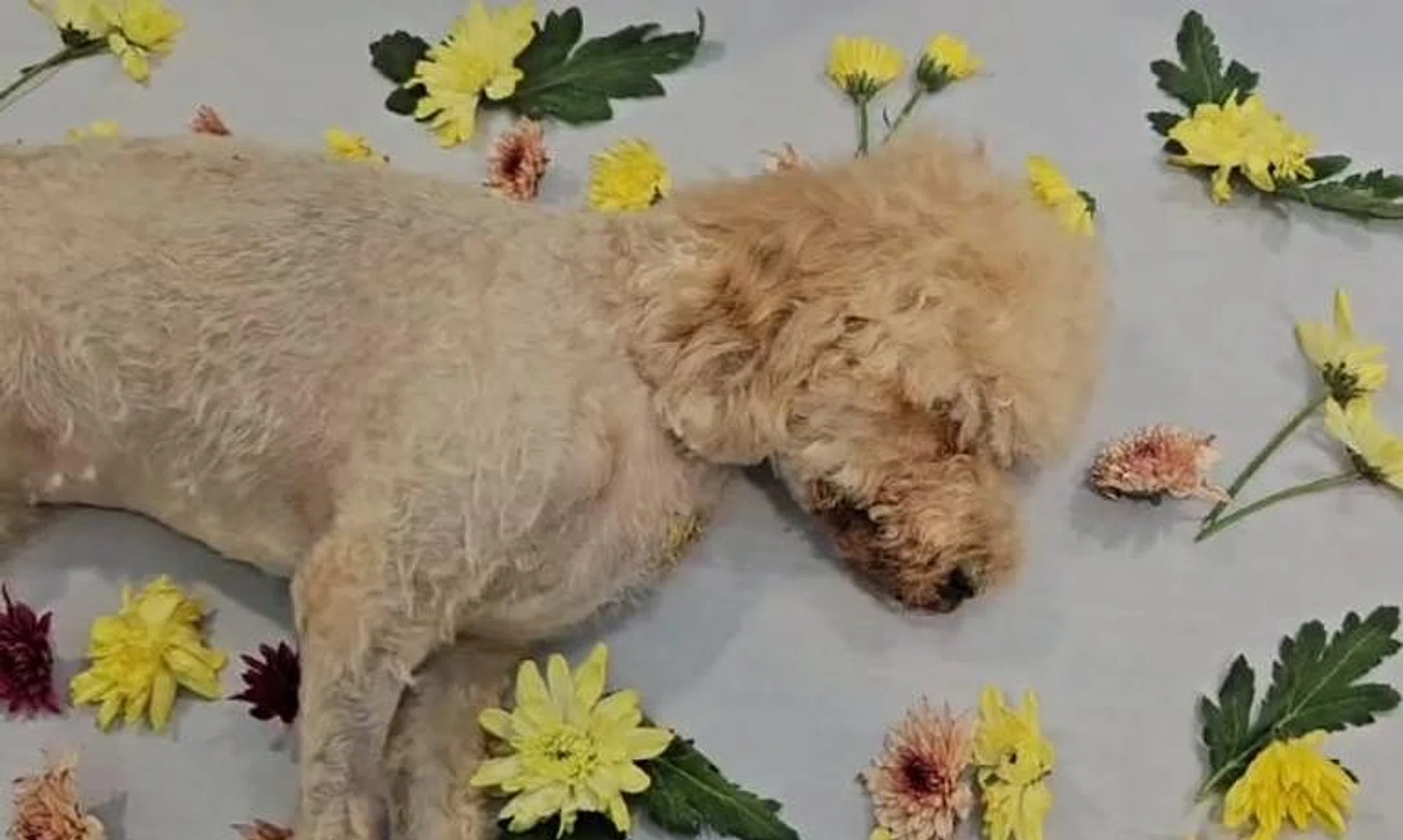 The three-year-old cavalier poodle allegedly slipped the leash and later dashed onto the road and was hit by a car.