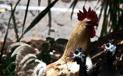 Your views: Chickens are part of kampung living