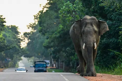 Man defecating in Perak river trampled on by elephant