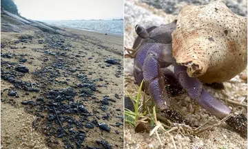 Oil slicks spotted on East Coast Park's shores