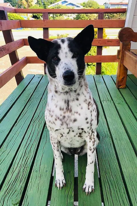 Australian couple to hire private jet to fly stranded pet dog home