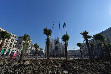 Palm trees set ablaze as dispute turns racist