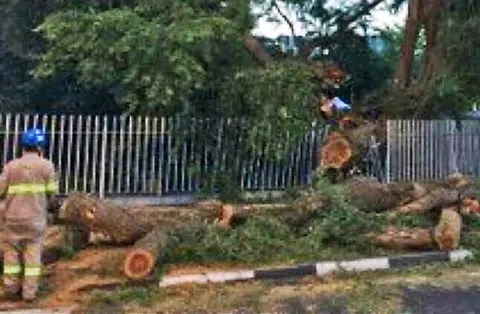 Tree falls at Still Road, injuring man