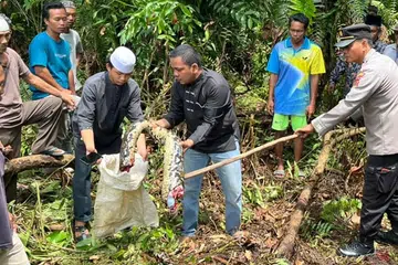 Missing woman's body found in python that swallowed her whole
