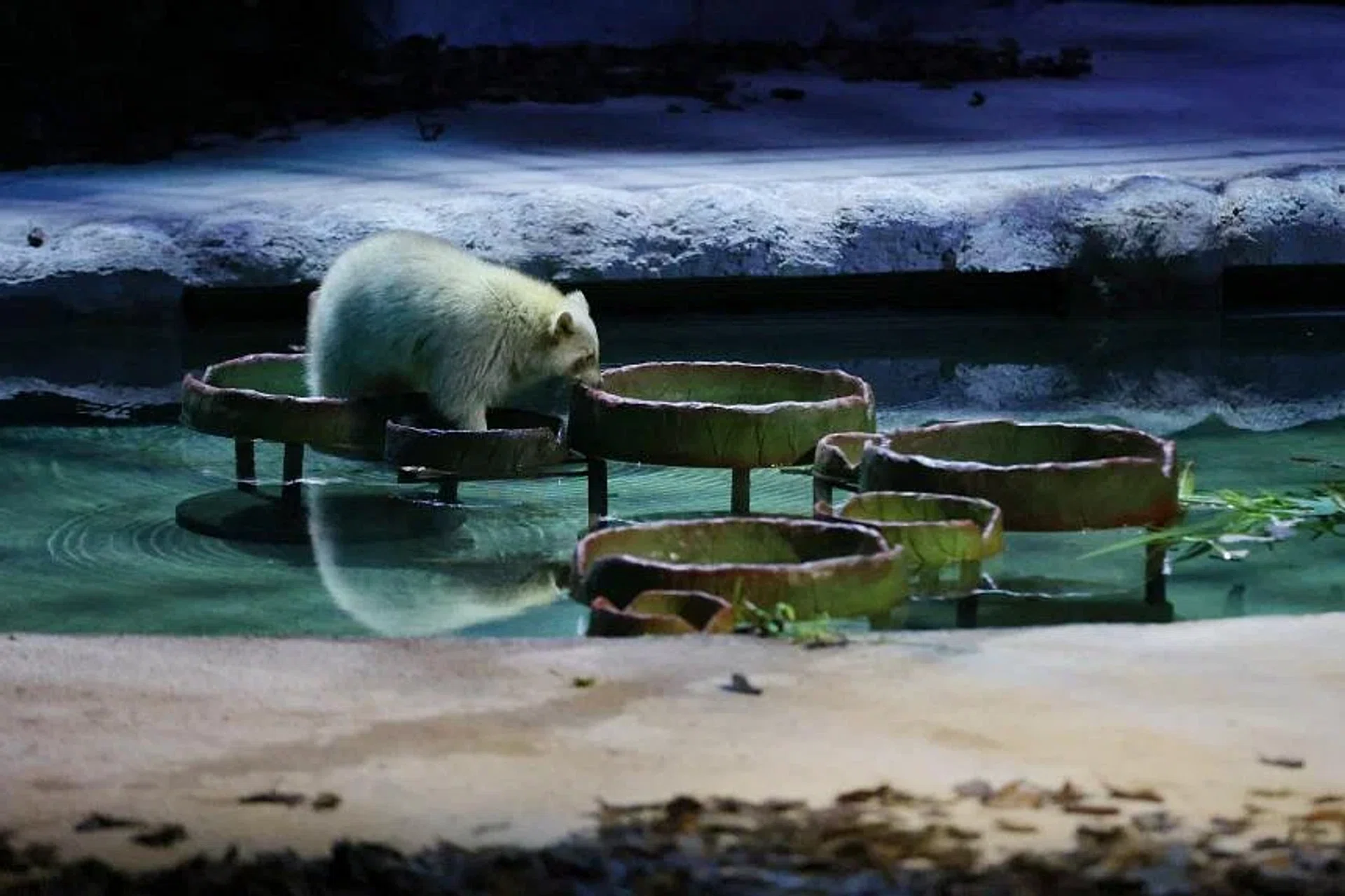 Alongside pre-existing animal ambassadors, the show will feature three new species including raccoon dogs (one pictured above). 
