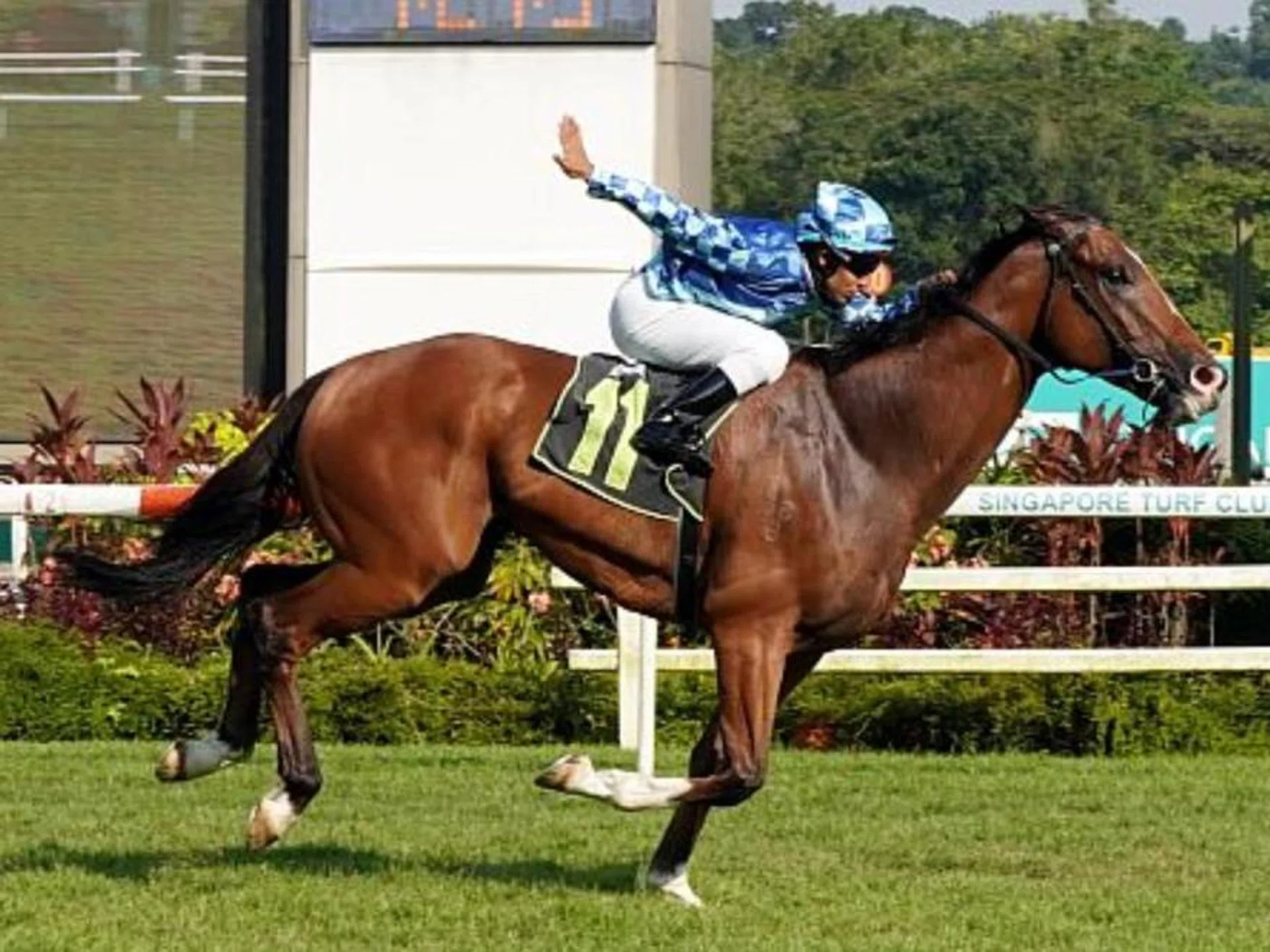 Dream Alliance (Bruno Queiroz) scoring his last win in a Class 2 (1,400m) at Kranji on Oct 14, 2023. He was then trained by Tim Fitzsimmons and will race for Richard Lim in the Group 1 Penang Gold Cup (2,000m) at Batu Gantong on Dec 29.
