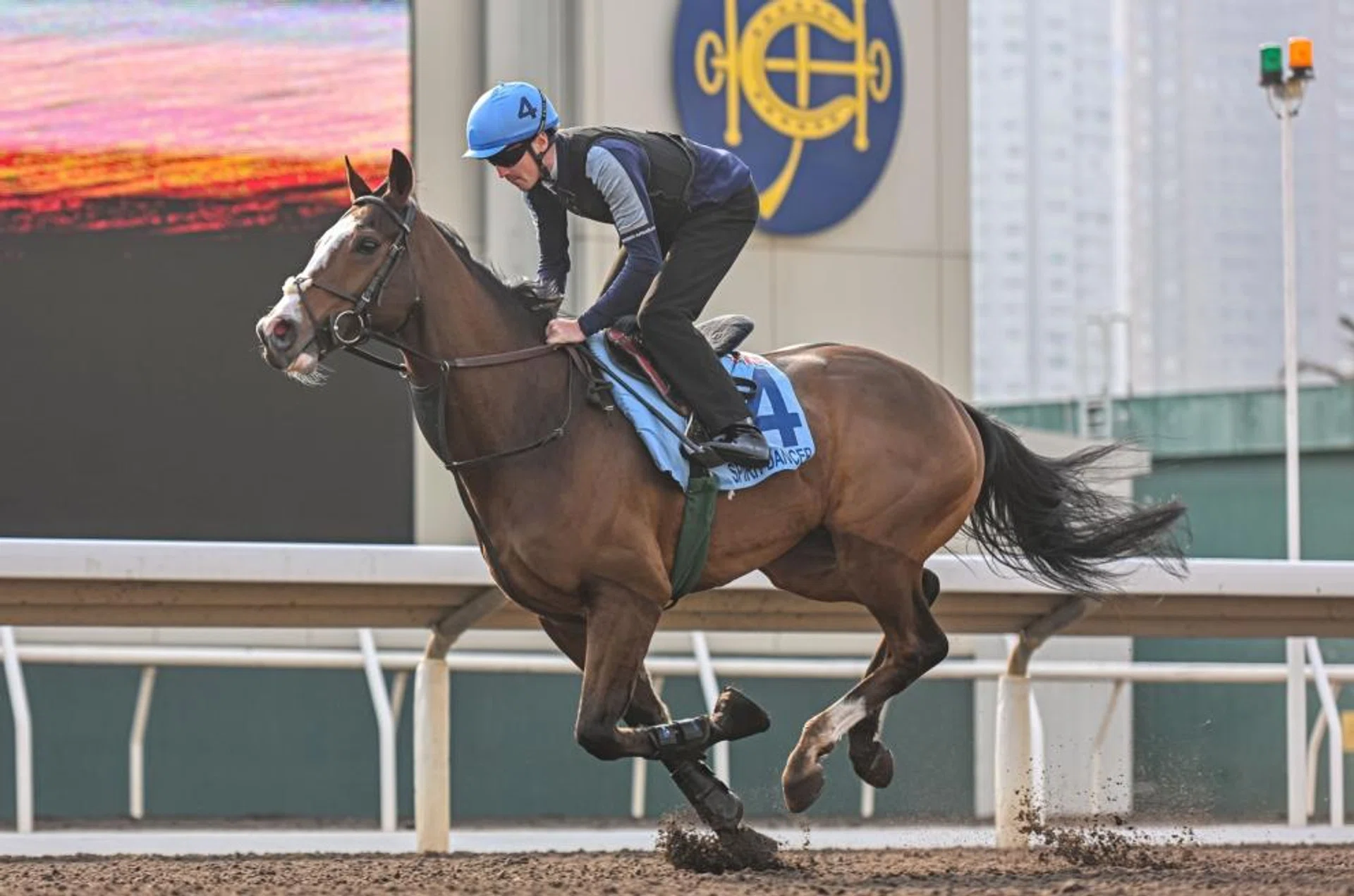 Spirit Dancer working at Sha Tin on Dec 7. The galloper owned by Sir Alex Ferguson will take on the might of Hong Kong's champion Romantic Warrior in the Group 1 Longines Hong Kong Cup (2,000m) at Sha Tin on Dec 8.
