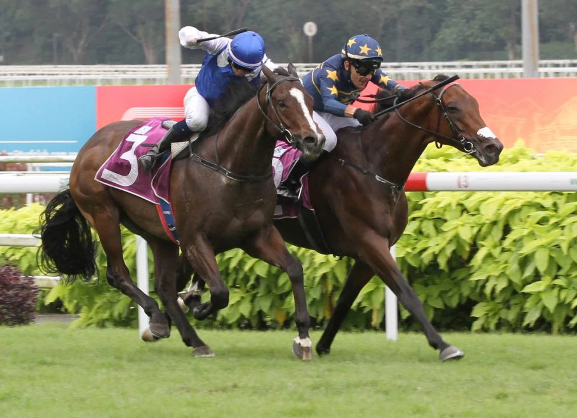 The concluding stages of the Group 1 Singapore Derby (1,800m) on July 21, going the way of Lim's Saltoro (Marc Lerner), who fought back on the inside to regain the advantage on a gallant Makin (Manoel Nunes).