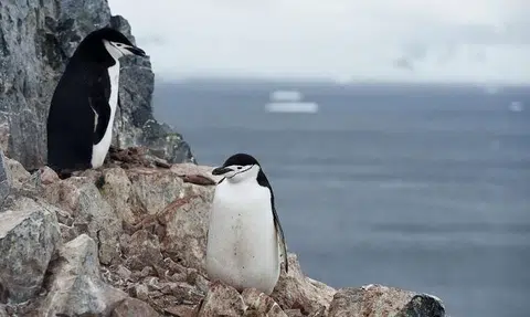 Penguins can micronap 10,000 times a day