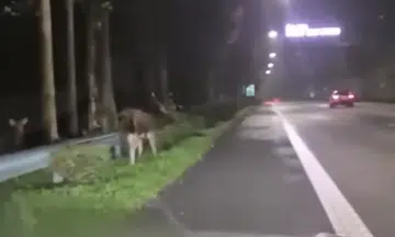 Rare sambar deer spotted grazing along BKE