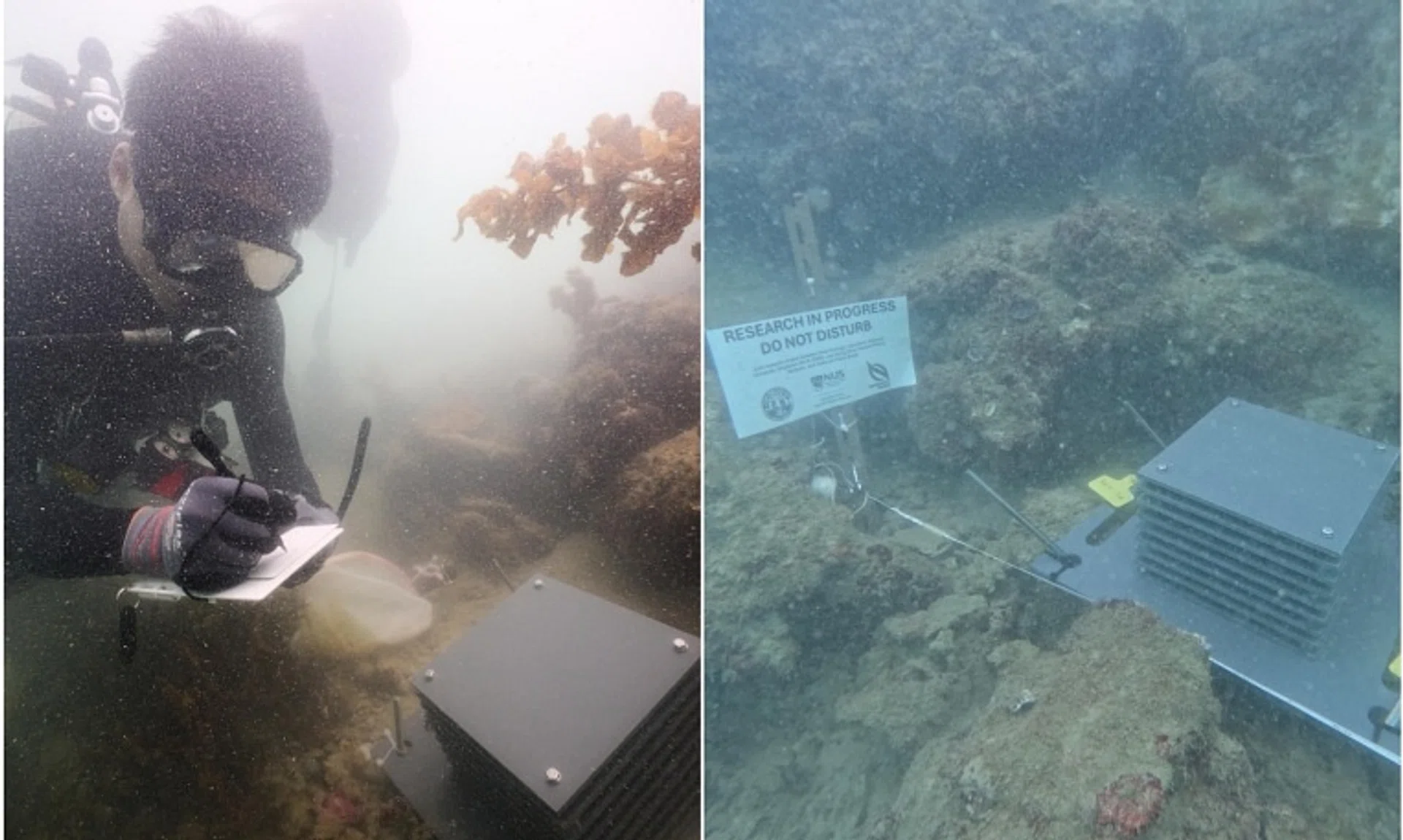 NUS marine biologist Huang Danwei noting down his observations after an Autonomous Reef Monitoring Structure unit was installed in Singapore's southern waters.