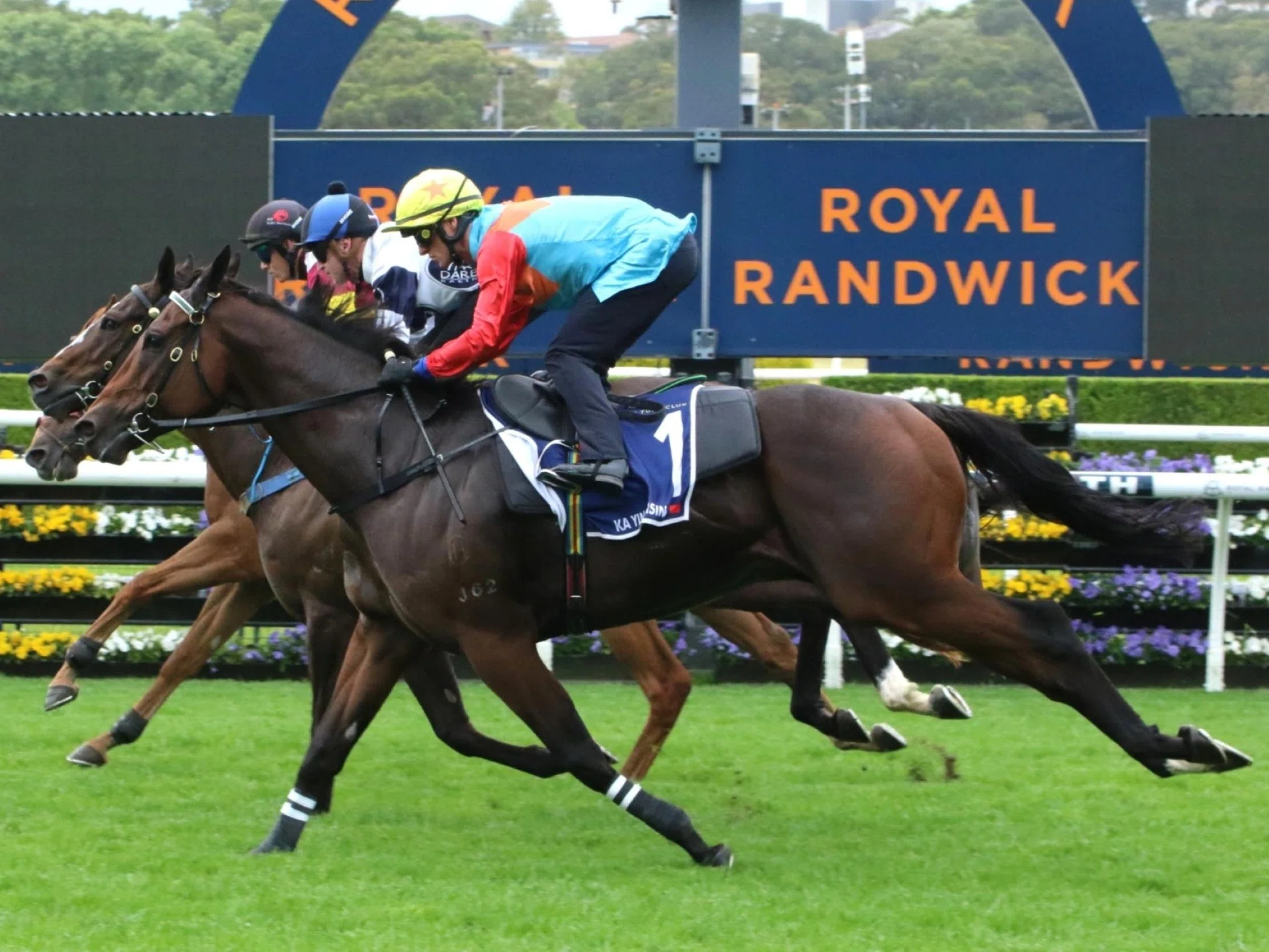 Ka Ying Rising (Zac Purton, No. 1) finishing third in the barrier trial at Randwick on Oct 7, ahead of his Group 1 assignment in The Everest (1,200m) at Randwick on Oct 18.