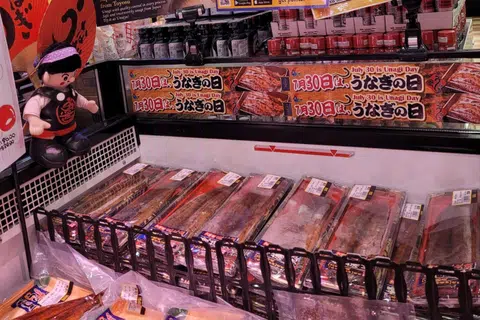 Nearly all unagi in S'pore from endangered eel species: Study