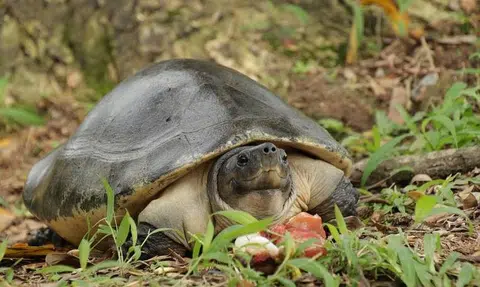 Critically endangered turtles rescued by Acres make their way home to Malaysia