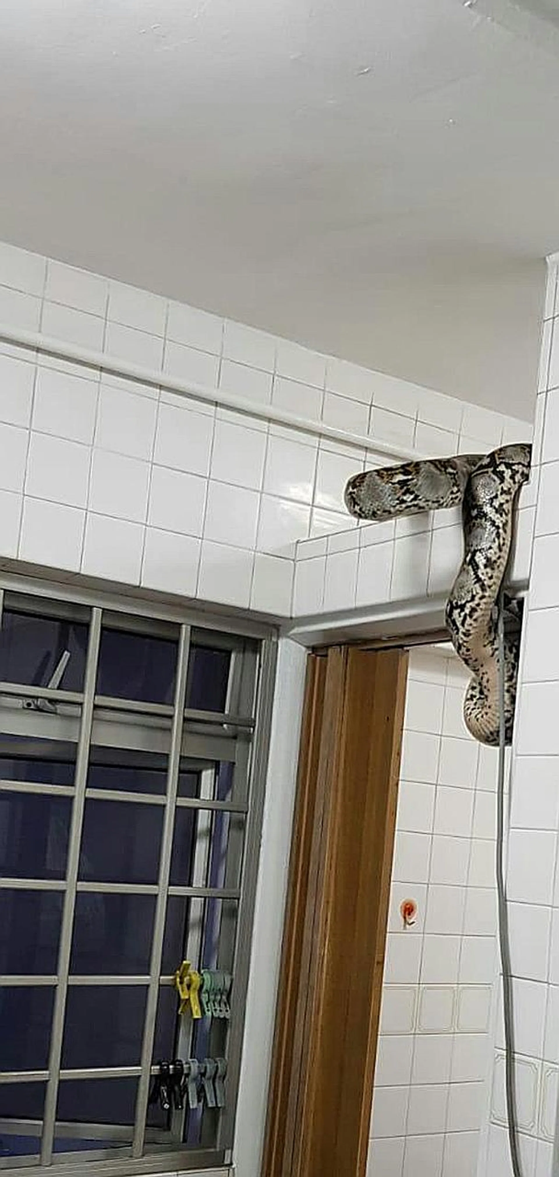 The reticulated python was found coiled around a beam in the toilet. 