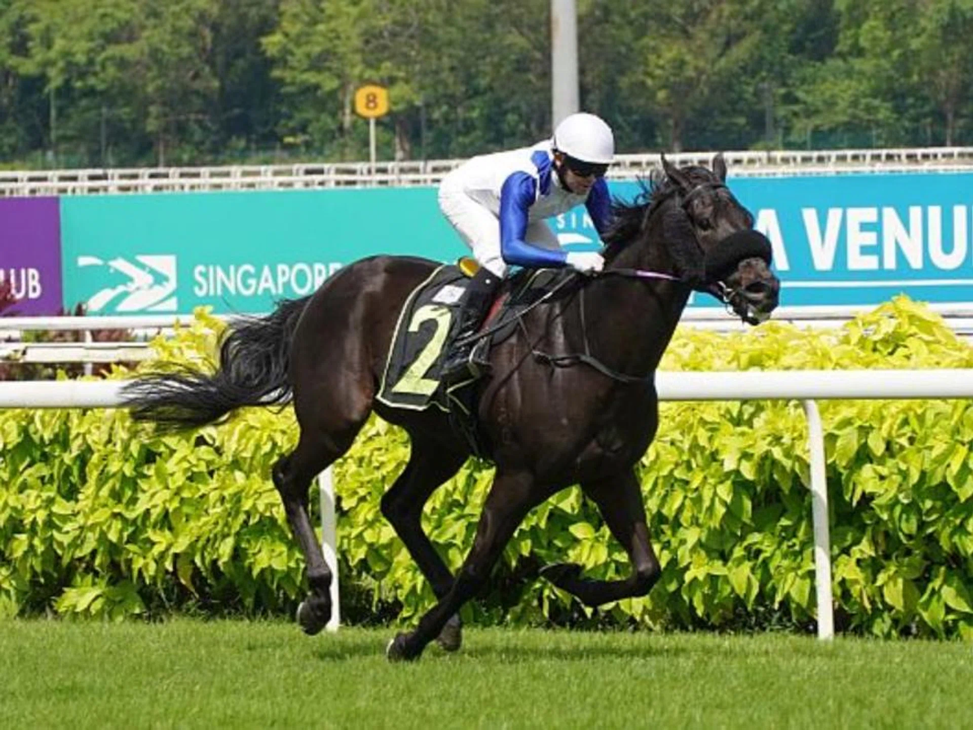 Bakeel (Manoel Nunes) scoring the second of his two wins in a Novice race over 1,400m on March 17. He will appreciate going over the same distance in the Group 2 Singapore Three-Year-Old Classic on April 27.PHOTO: STC


