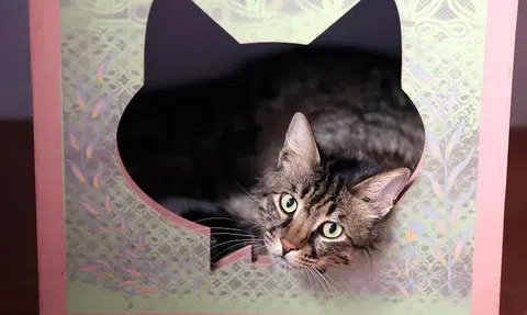 'Goddess of medicine' jailed, fined for hawking counterfeit cat drugs in China