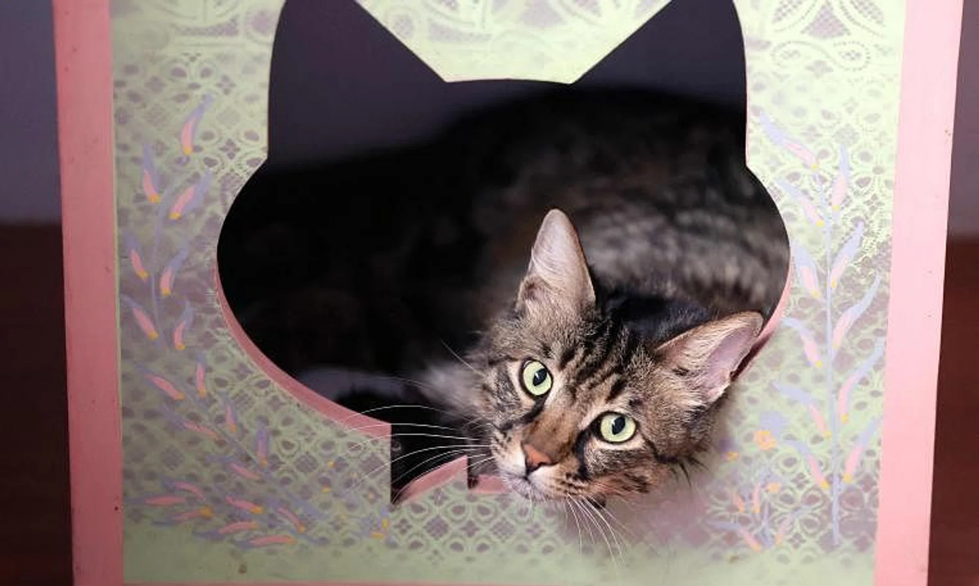 The chemistry graduate developed and sold a treatment for feline infectious peritonitis, a deadly viral disease.