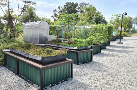 170 allotment gardening plots up for grabs