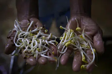 Court orders woman to pay $25,000 in damages for Facebook defamation of company's bean sprouts and kale