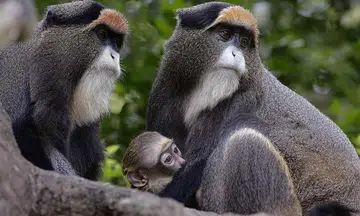 Baby boom at Singapore's wildlife parks