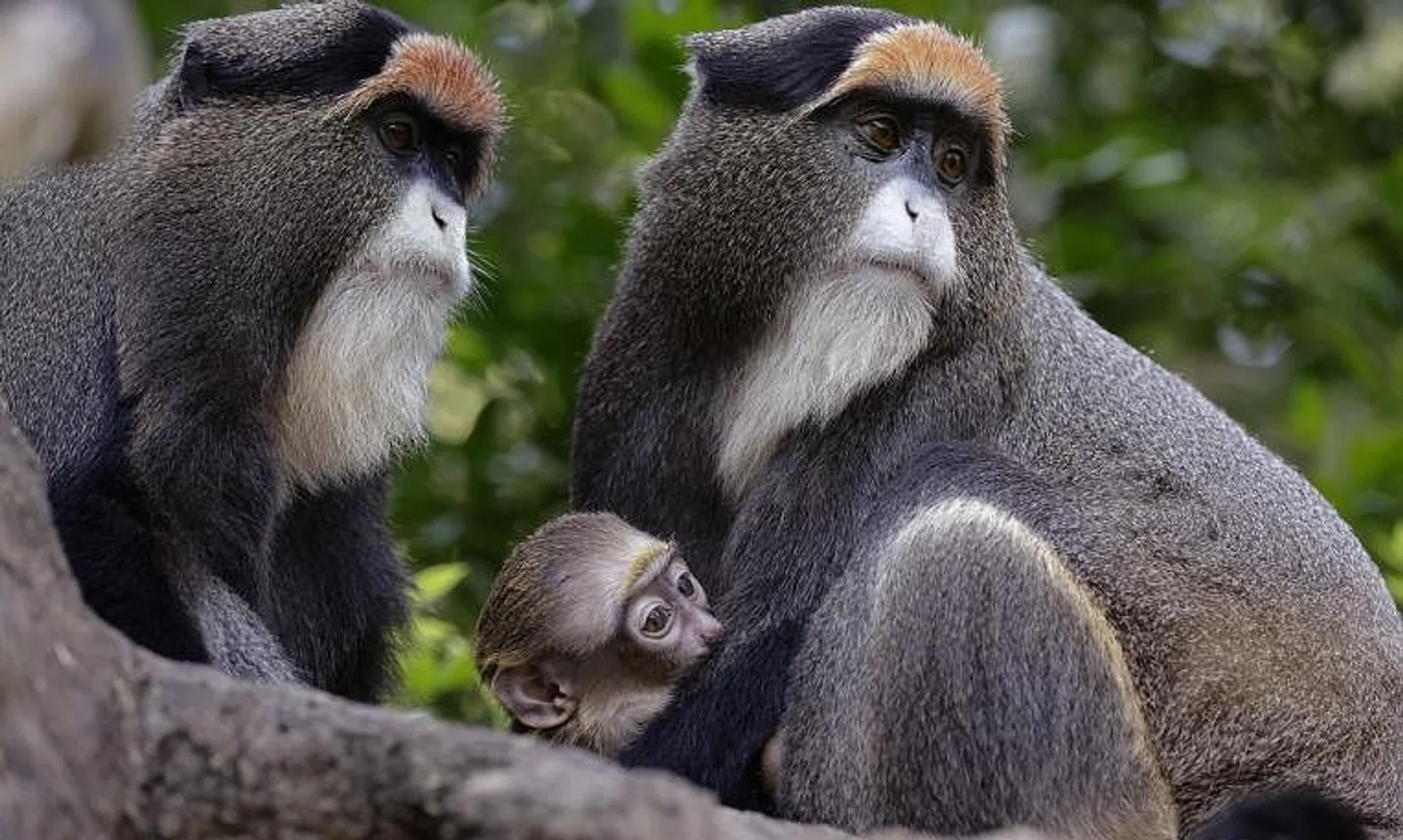 Monkey see, monkey do? The year 2023 saw the highest number of babies, like this De Brazza's monkey (above), at the Bird Paradise, Night Safari, River Wonders and Singapore Zoo.