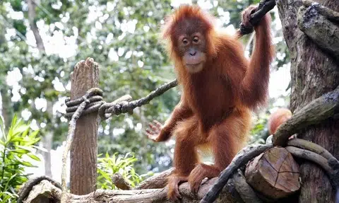 M'sia plans to give orang utan to palm oil trading partners